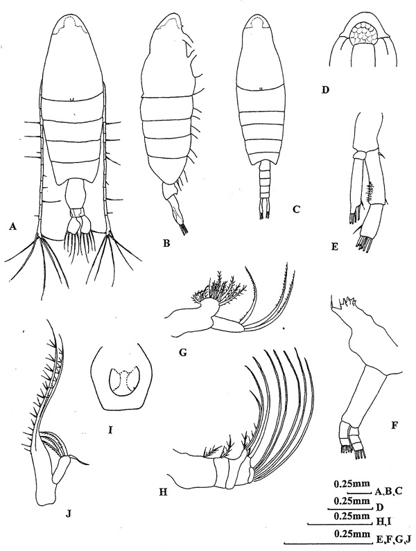 Species Tortanus (Atortus) tumidus - Plate 1 of morphological figures