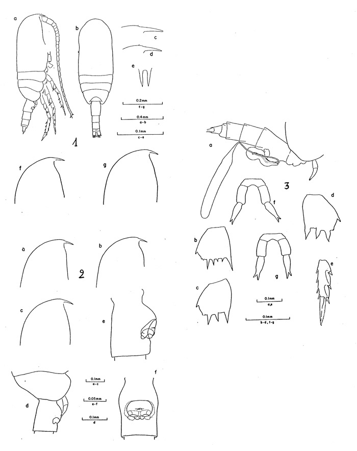 Espce Clausocalanus farrani - Planche 1 de figures morphologiques