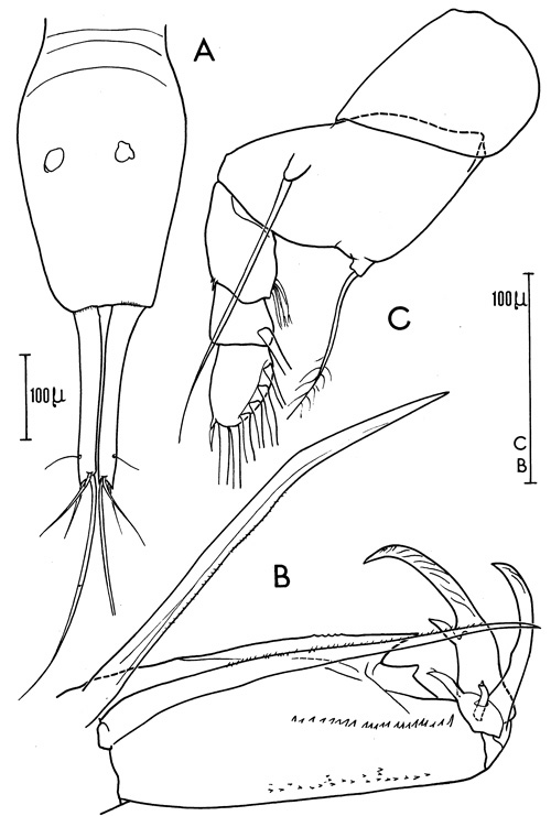 Espce Corycaeus (Agetus) typicus - Planche 2 de figures morphologiques