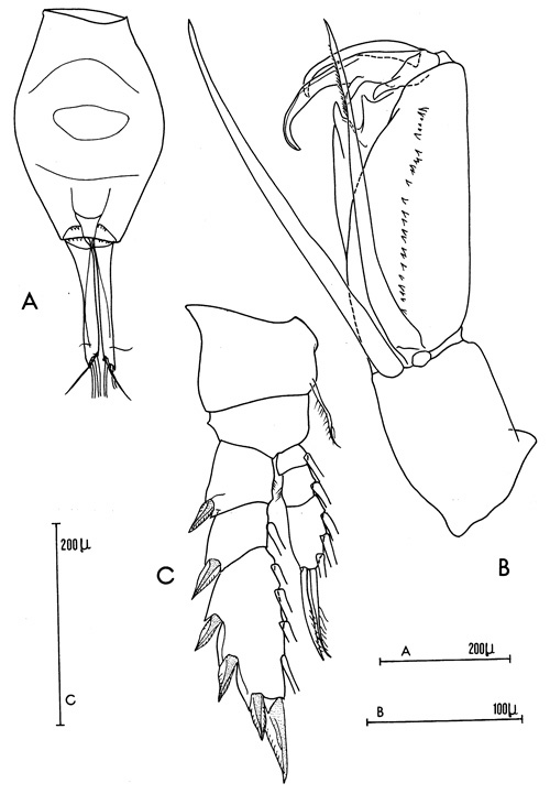 Espce Corycaeus (Agetus) flaccus - Planche 2 de figures morphologiques