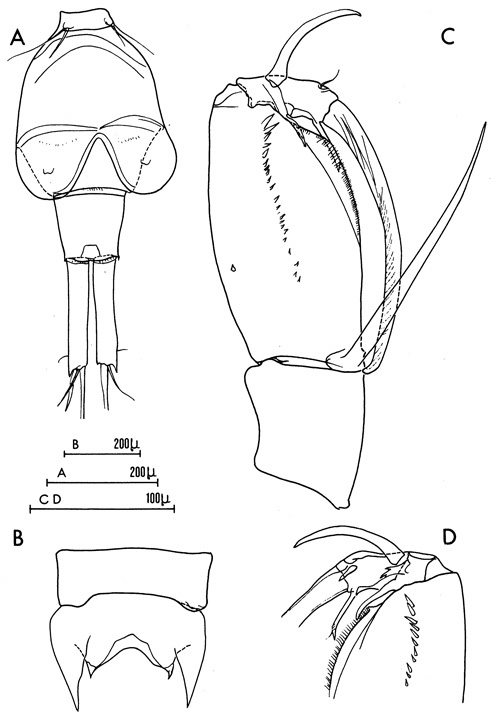 Espce Corycaeus (Agetus) flaccus - Planche 3 de figures morphologiques