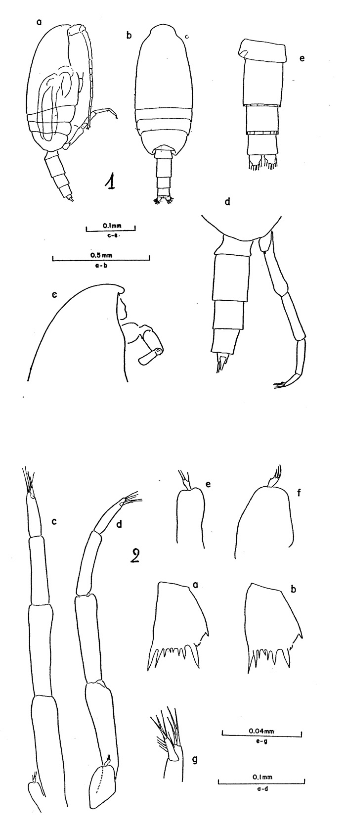 Espce Clausocalanus farrani - Planche 2 de figures morphologiques