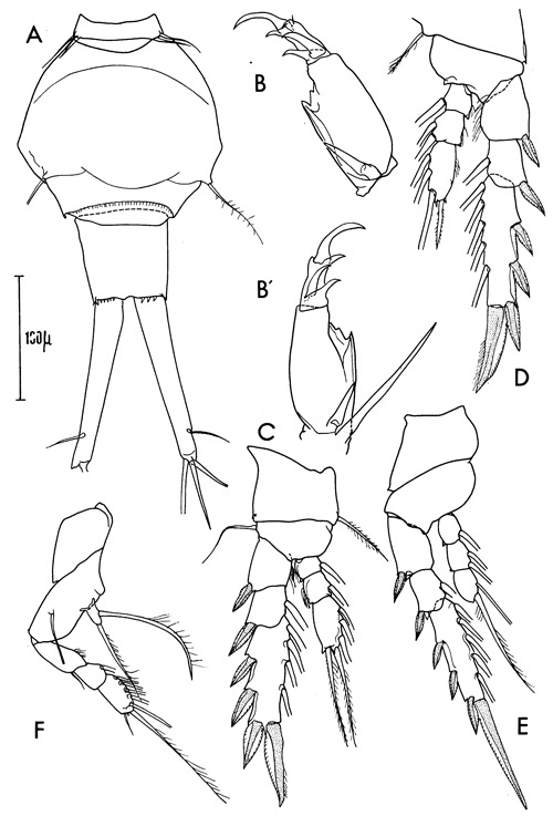 Espèce Corycaeus (Ditrichocorycaeus) anglicus - Planche 1 de figures morphologiques
