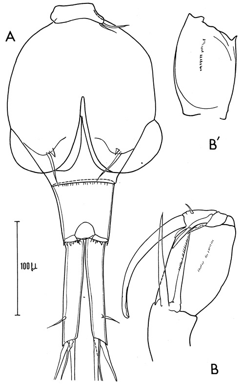 Species Corycaeus (Ditrichocorycaeus) anglicus - Plate 2 of morphological figures