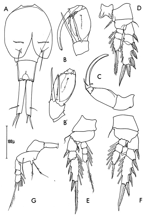 Espèce Corycaeus (Ditrichocorycaeus) brehmi - Planche 2 de figures morphologiques