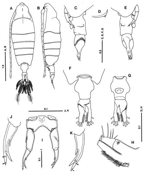 Espèce Tortanus (Atortus) insularis - Planche 1 de figures morphologiques
