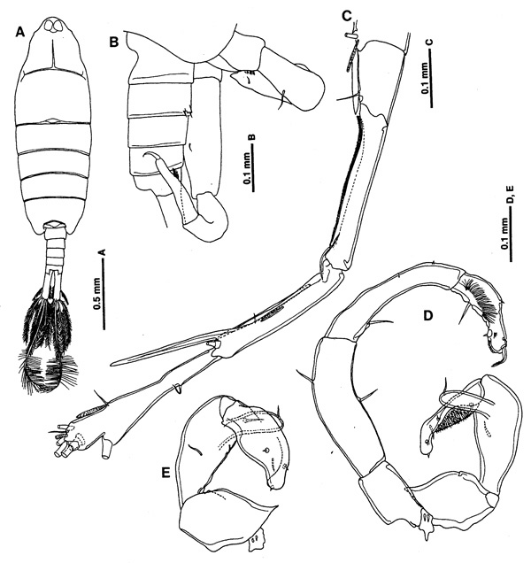 Espèce Tortanus (Atortus) ampliramus - Planche 2 de figures morphologiques