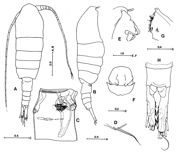 Espèce Hyperbionyx pluto - Planche 1 de figures morphologiques