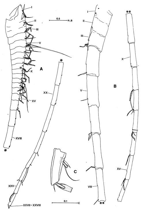 Espèce Hyperbionyx pluto - Planche 2 de figures morphologiques
