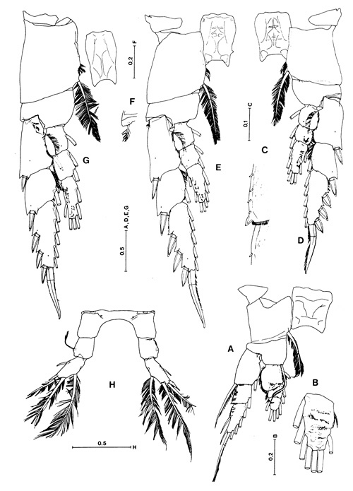 Espèce Hyperbionyx pluto - Planche 5 de figures morphologiques