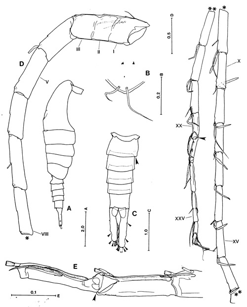 Espèce Hyperbionyx pluto - Planche 6 de figures morphologiques