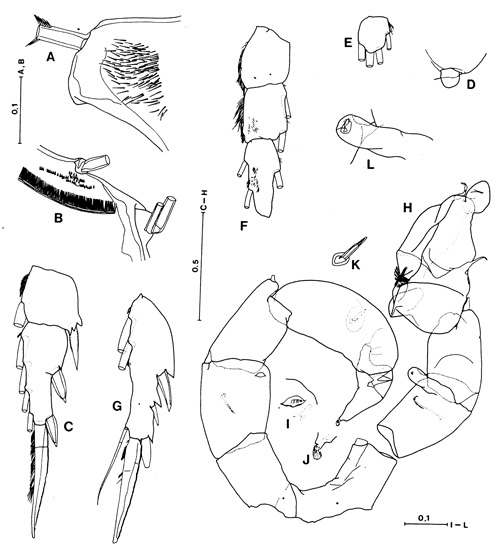 Espèce Hyperbionyx pluto - Planche 7 de figures morphologiques
