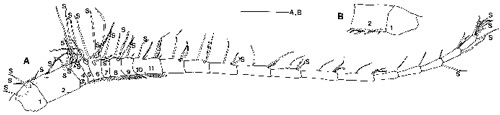 Espce Labidocera japonica - Planche 2 de figures morphologiques