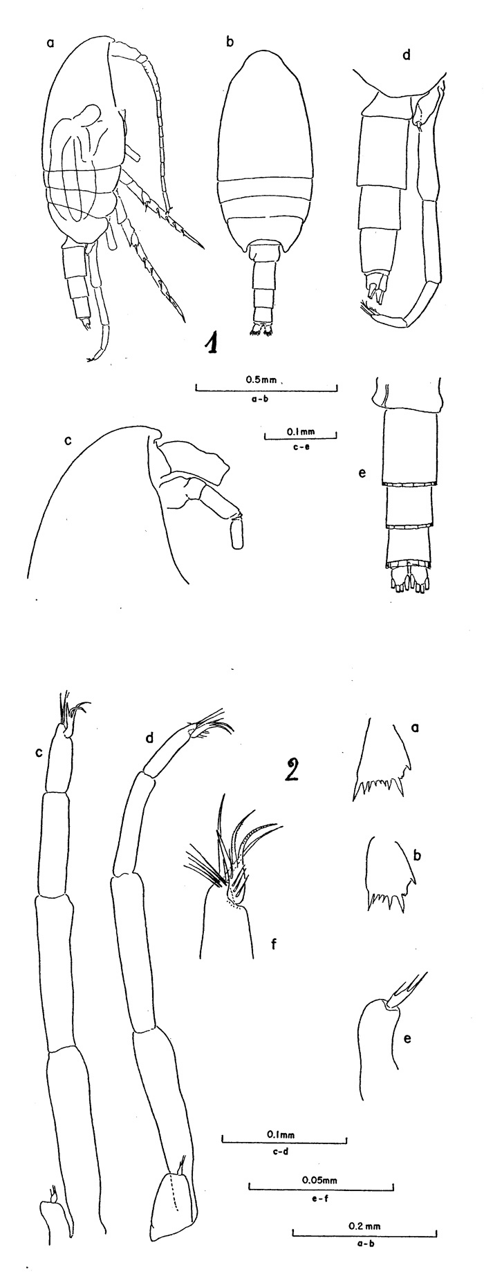 Espèce Clausocalanus jobei - Planche 2 de figures morphologiques