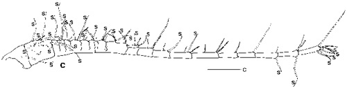 Species Pontellopsis yamadae - Plate 3 of morphological figures
