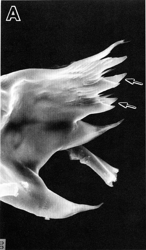 Espce Labidocera japonica - Planche 3 de figures morphologiques