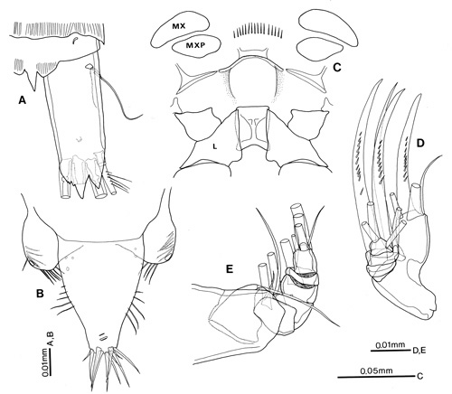 Espce Platycopia orientalis - Planche 2 de figures morphologiques