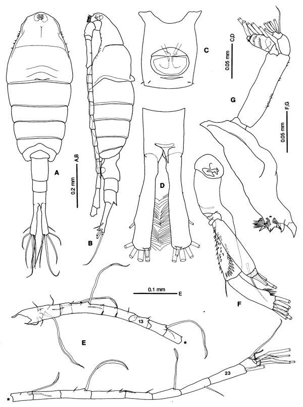 Species Tortanus (Acutanus) angularis - Plate 1 of morphological figures