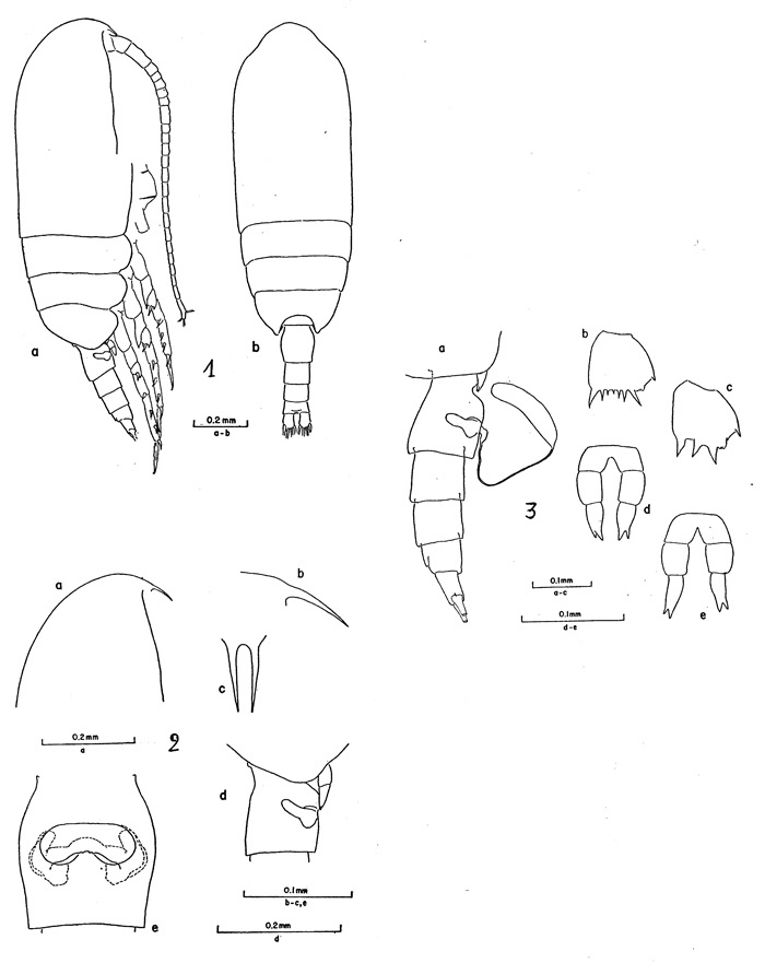 Species Clausocalanus ingens - Plate 1 of morphological figures