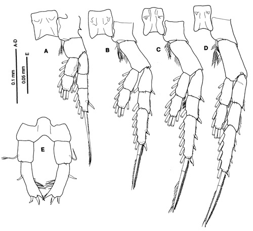Species Tortanus (Acutanus) angularis - Plate 3 of morphological figures