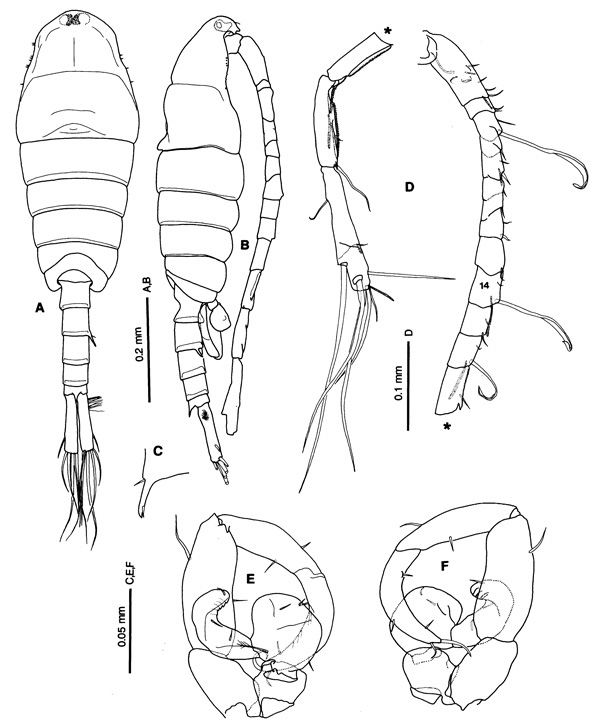 Species Tortanus (Acutanus) angularis - Plate 4 of morphological figures