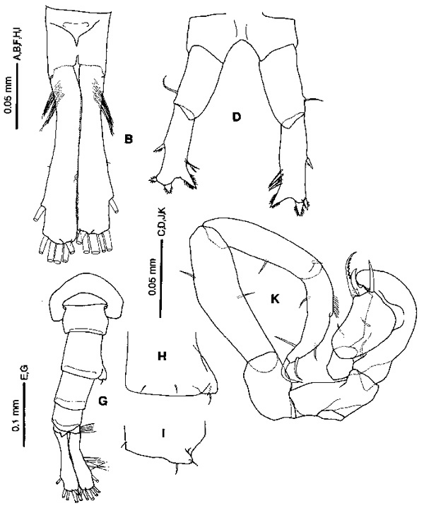 Espèce Tortanus (Acutanus) compernis - Planche 1 de figures morphologiques