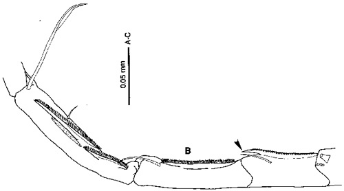Espèce Tortanus (Acutanus) setacaudatus - Planche 2 de figures morphologiques