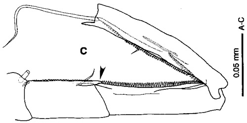 Espèce Tortanus (Acutanus) compernis - Planche 2 de figures morphologiques