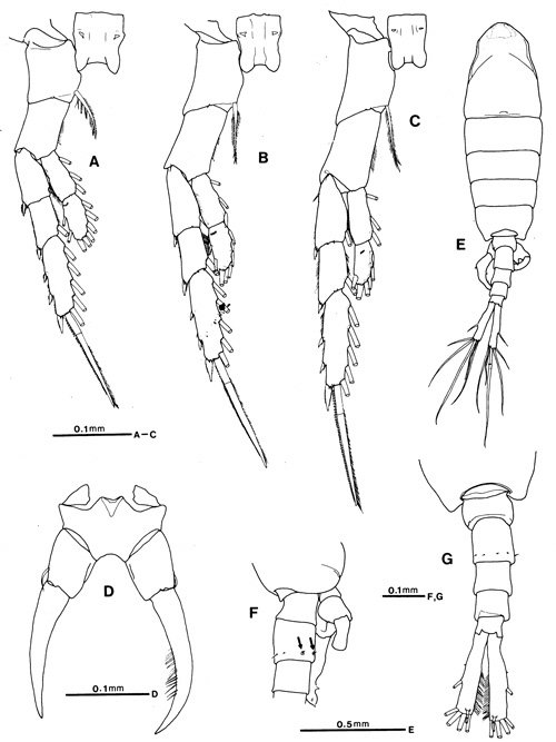 Species Tortanus (Eutortanus) dextrilobatus - Plate 4 of morphological figures