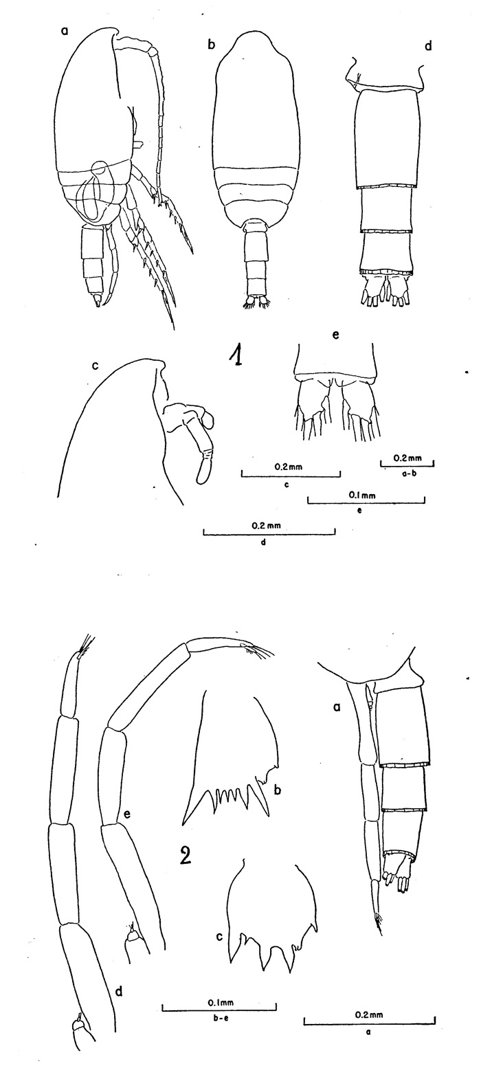 Espce Clausocalanus ingens - Planche 2 de figures morphologiques