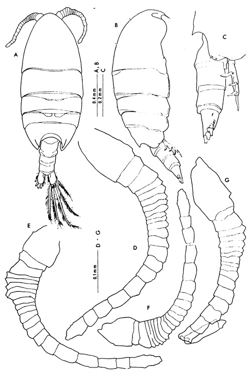Species Paramisophria itoi - Plate 1 of morphological figures