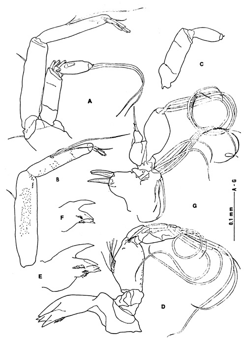 Species Paramisophria itoi - Plate 2 of morphological figures