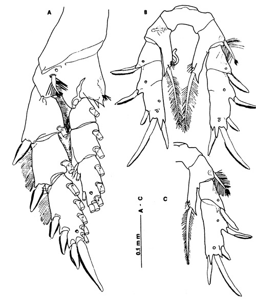 Espce Paramisophria itoi - Planche 5 de figures morphologiques