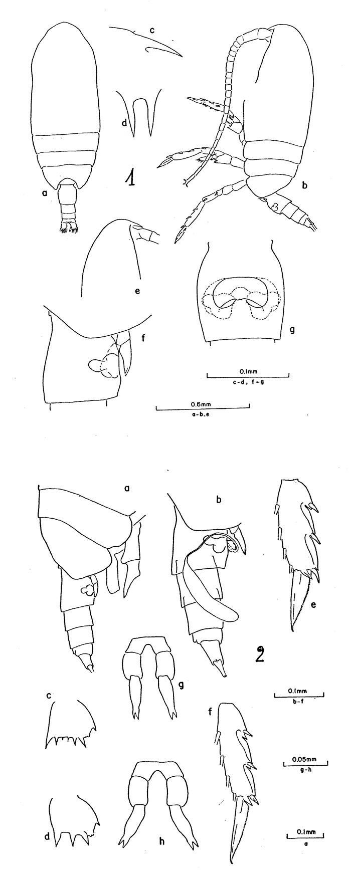 Espèce Clausocalanus parapergens - Planche 1 de figures morphologiques
