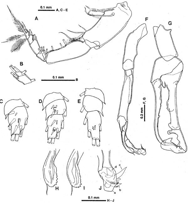 Espèce Macandrewella stygiana - Planche 7 de figures morphologiques