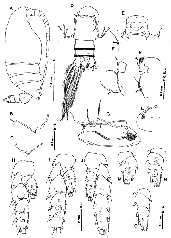 Espce Macandrewella serratipes - Planche 1 de figures morphologiques
