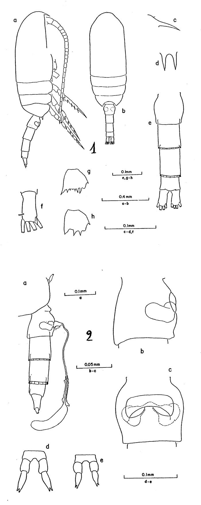 Espèce Clausocalanus furcatus - Planche 1 de figures morphologiques