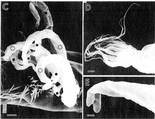 Espce Macandrewella omorii - Planche 4 de figures morphologiques
