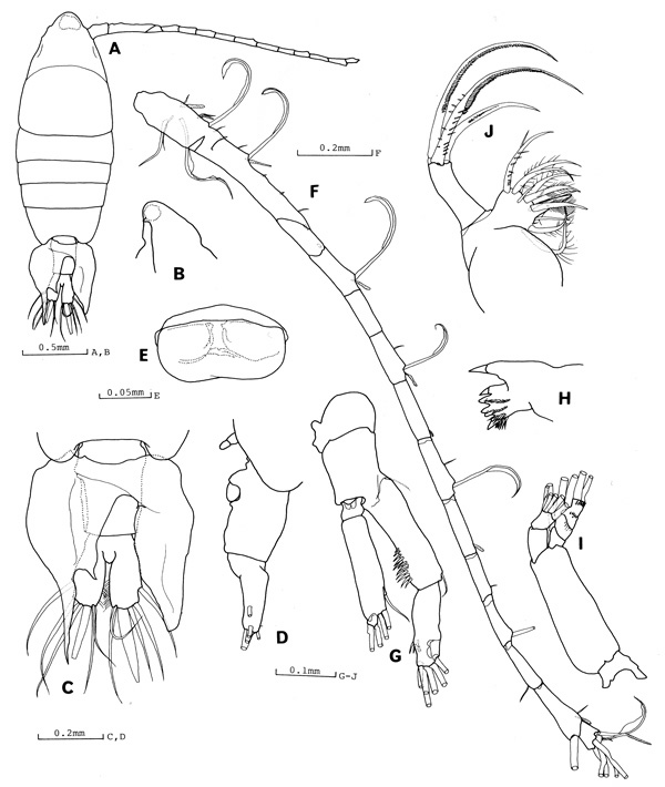 Espce Tortanus (Atortus) ryukyuensis - Planche 1 de figures morphologiques