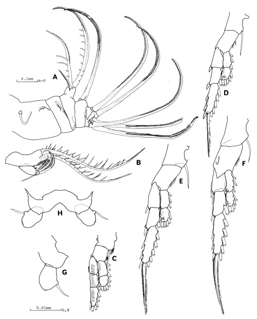 Espce Tortanus (Atortus) ryukyuensis - Planche 2 de figures morphologiques