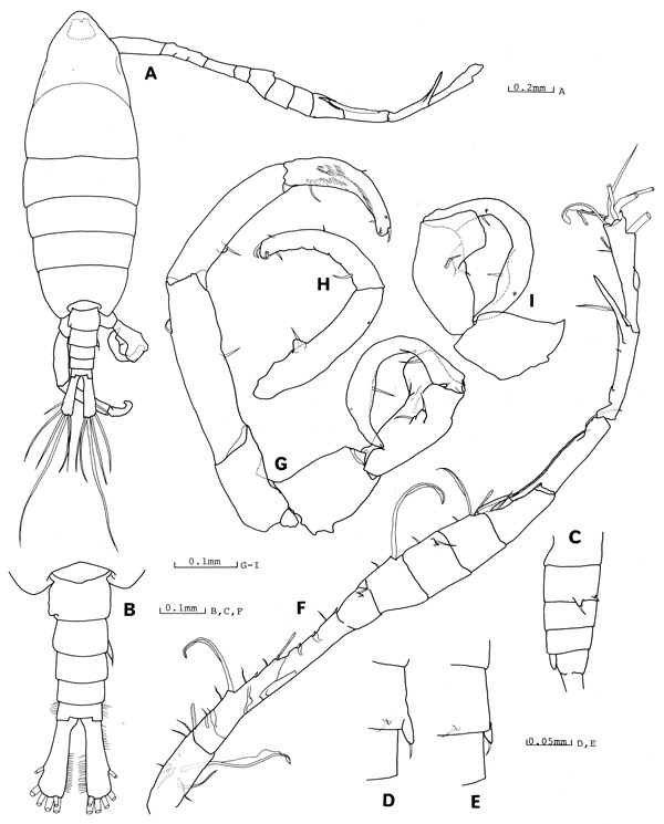 Espce Tortanus (Atortus) ryukyuensis - Planche 3 de figures morphologiques