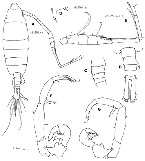 Espce Tortanus (Atortus) digitalis - Planche 2 de figures morphologiques