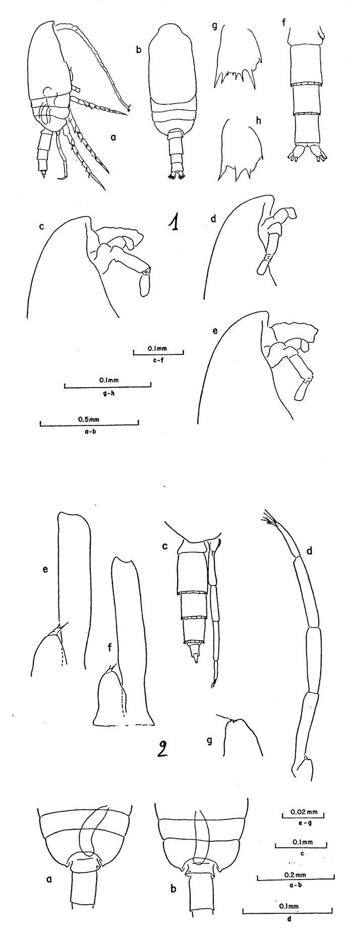 Espèce Clausocalanus furcatus - Planche 2 de figures morphologiques
