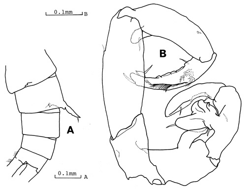Species Tortanus (Atortus) rubidus - Plate 4 of morphological figures