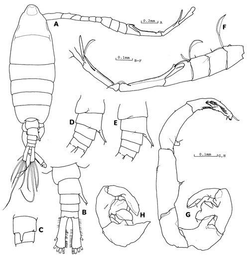 Espce Tortanus (Atortus) rubidus - Planche 3 de figures morphologiques