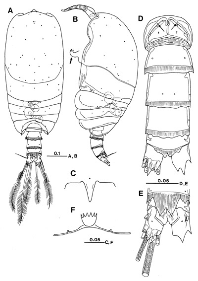 Espce Platycopia compacta - Planche 1 de figures morphologiques