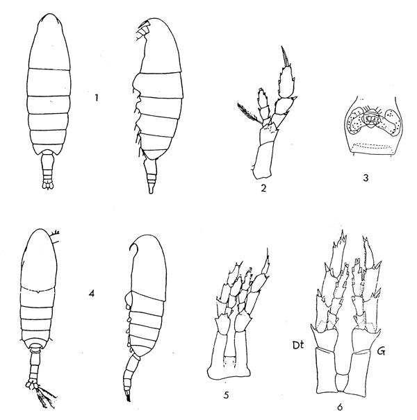 Espèce Neocalanus tonsus - Planche 1 de figures morphologiques