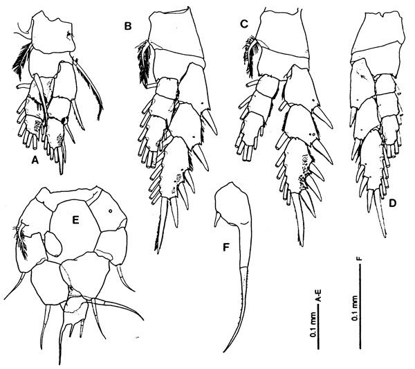 Species Paramisophria galapagensis - Plate 2 of morphological figures
