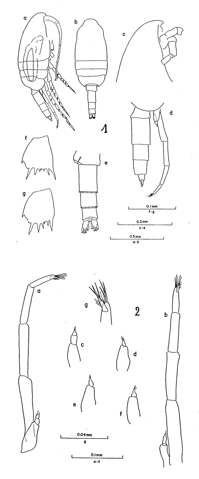 Species Clausocalanus minor - Plate 2 of morphological figures