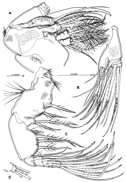 Species Misophriopsis okinawensis - Plate 5 of morphological figures